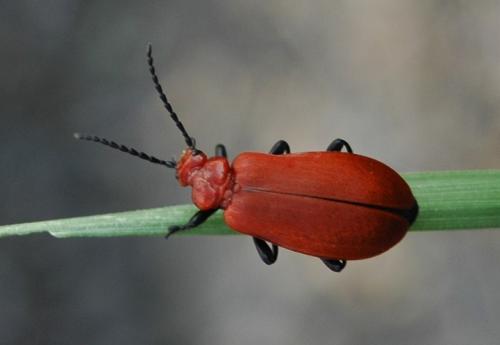 Réf. 213 976 : Pyrochroa serraticornis